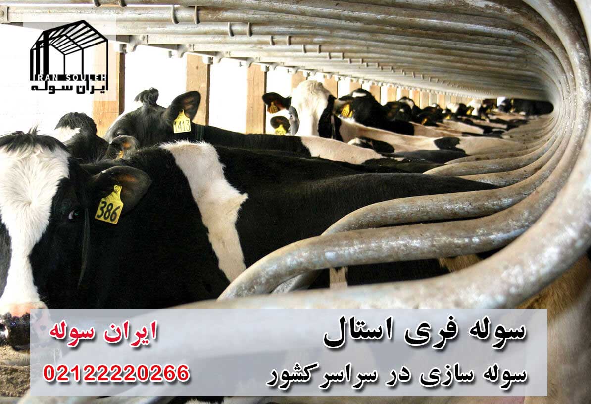 پرورش گاو مدرن به روش سوله فری استال (free stall)